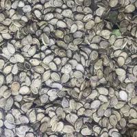 تخمک هنداره الی