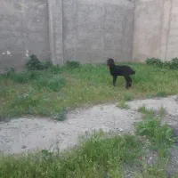 بره ماده شیری قزل افشار