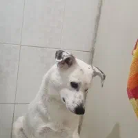 سگ اشپیتز۶ماهه