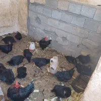 تخم مرغ مرغ سیاه نطفه دار