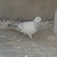 کفتر کرمانی کاغذی نر