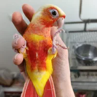 جوجه رد چیک فول سرخ سرلاکی