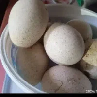 تخم بوقلمون نطفه دار