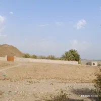 بز گیس دوقلو زا بز جوان  فعلا دوبار زائیده