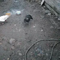 بوقلمون سیاه