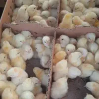 جوجه گوشتی نژاد راس