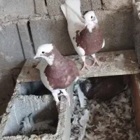 جوجه طوقی