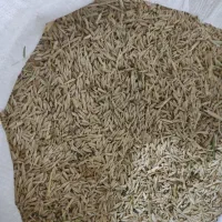 فروش جو محلی  درجه یک اعلا شیش پر و چهار پر