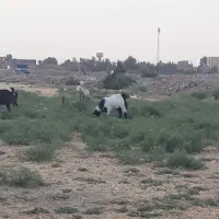 زمین-کشاورزی-کنار-کمربندی