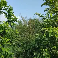 فروش-باغ-در-روستای-بوژمهران