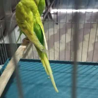 مرغ عشق کاکلی مولد