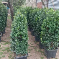 یاس هلندی|گل و گیاه طبیعی|سنگر, |دیوار