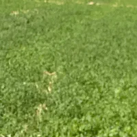 کارگر ابیار خانواده