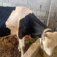 یک راس گاو ماده  سمیتال مشتری واقعی تماس بگیرد فقط