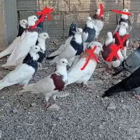 مقداری پرنده قیمت مناسب دونه 300