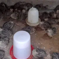 فروش بلدرچین