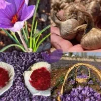 اجاره زمین برای کشت زعفران گلبهارطلاسرخ
