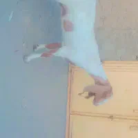 بز نصل دارسه تایی شیری آبستن هست