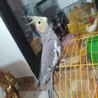 عروس هلندی نژاد سخنگو