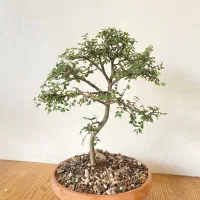 بونسای|گل و گیاه طبیعی|خمینی‌شهر, |دیوار