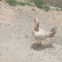 مرغ لاری اصیل