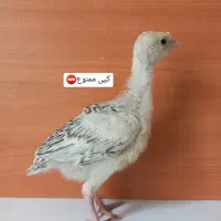 جوجه بوقلمون محلی (برنز  بوربون رویال پالم)