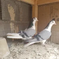 ۲ جفت بدرنگ واز