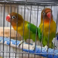طوطی برزیلی و مرغ عشق