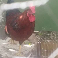 خروس