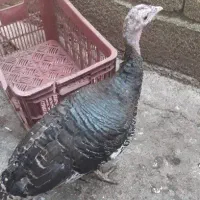 بقلمون ماده
