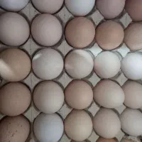 تخم مرغ محلی و تخم بلدرچین
