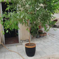 بنجامین بزرگ و پرپشت