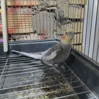 عروس هلندی نر سخنگو