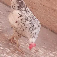 تخم نطفه دار مرندی،گلین و آمروک