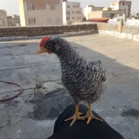 آمروک برهما ویاندورت تقریبا نیمچه
