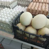 تخم مرغ
