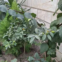 اجاره یک واحدمنهای60شیخ بهایی