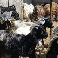 بز خشک