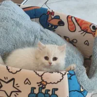 بچه گربه