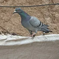 کبوتر پلاکی گرفتنی / پرشی تهرانی و کله دار