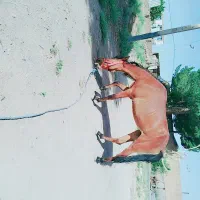 اسب|اسب و تجهیزات اسب‌سواری|خواف, |دیوار