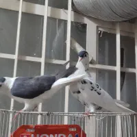 کفتر‌‌‌ ‌افشون‌با‌جوجه