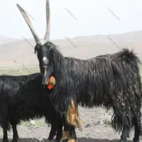 بز و چپش