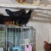 مرغ و خروس