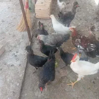 جوجه خروس