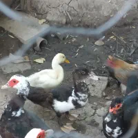 اردک اسرائیلی