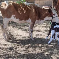 گاو جرسی تازه با گوساله نر خارجی