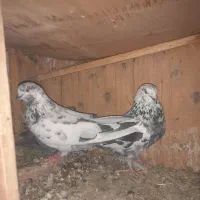 کفتر|پرنده|ساوه, |دیوار