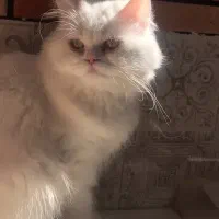 گربه ماده باردار.