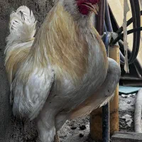 مرغ /خروس/گلین/چهل تاج
